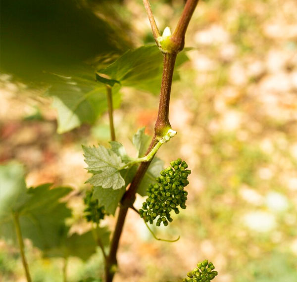 Estevan wine