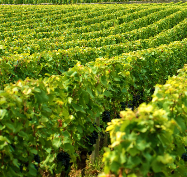 Estevan wine