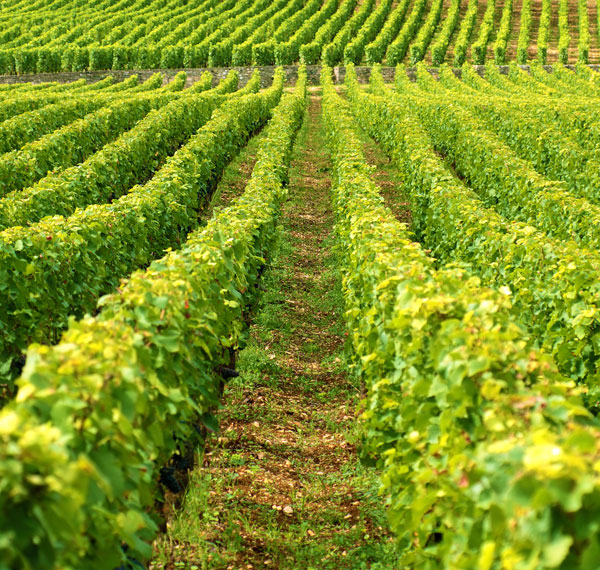 Estevan wine